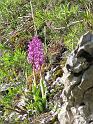 Orchidee (2)